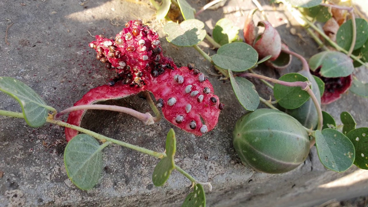 Kapari tohumu ürün görseli