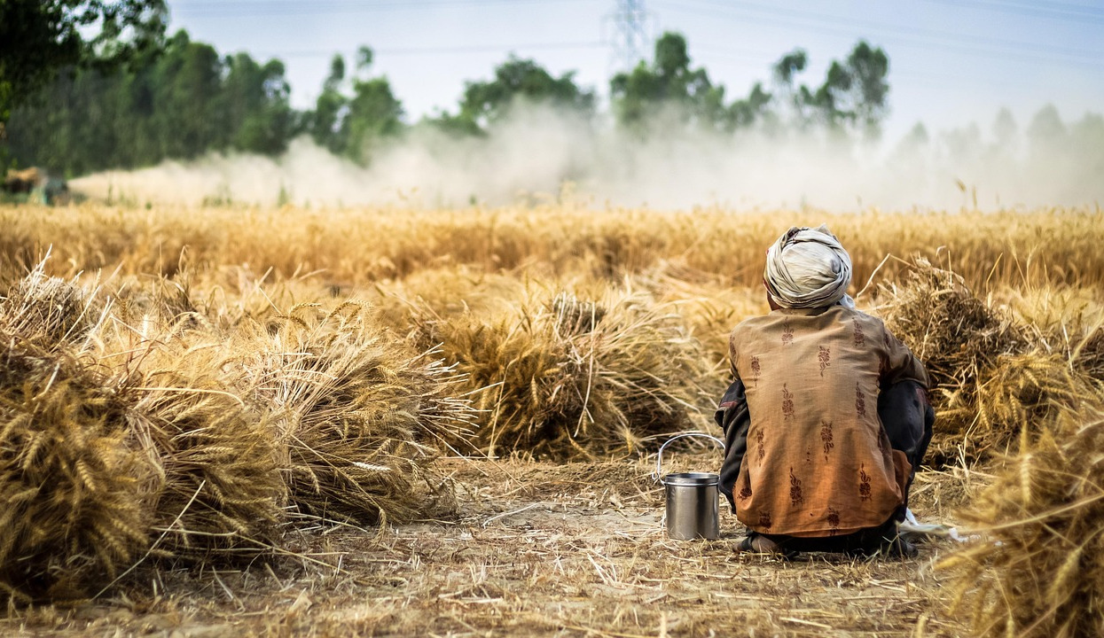 asparagus field farmer harvest